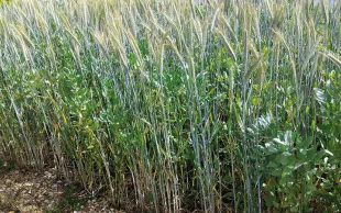 Tripler la production bio française d'ici 2030