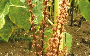 Comprendre & utiliser les types de résistance génétique du tournesol