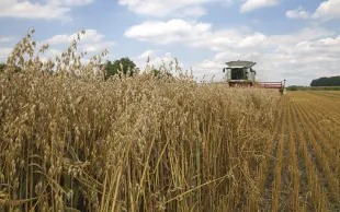 Caractéristiques des variétés d'avoine évaluées par Arvalis en 2021