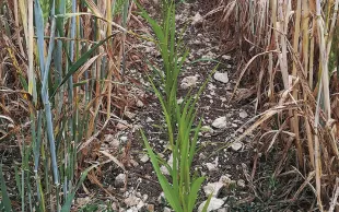 Le couple orge d'hiver-sorgho, un bon combo en relay cropping