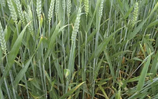 Céréales: pensez protection intégrée pour lutter contre les maladies
