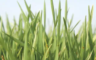 Le réchauffement climatique impacte les semis dans le Grand Ouest