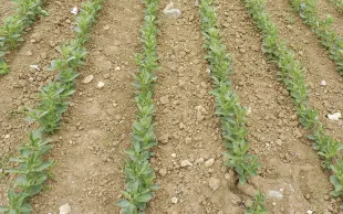 Bien préparer ses semis de pois et de féverole de printemps