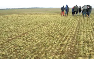 Interventions culturales pour réussir le blé dur