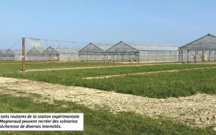 Comment les céréales à paille utilisent l'eau ?