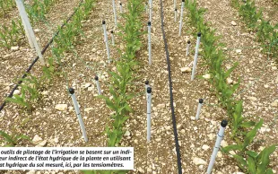 Recommandations pour optimiser l'irrigation du maïs