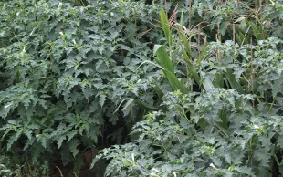 Limiter le salissement des parcelles de maïs par le datura