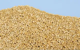 Diagnostic de la filière Pois