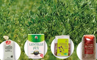 Production, collecte et marché de la lentille française