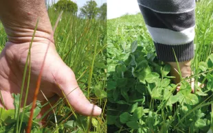 La fertilité des prairies, enjeu fort en polyculture-élevage bio