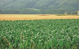 Réduire la pression des graminées en culture d’hiver sans herbicide
