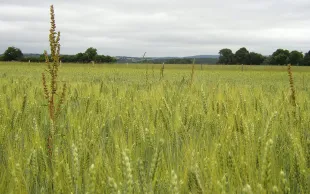 Désherbage du rumex en système biologique