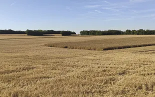 Céréales françaises à l'export: campagne 2021-22 & prévisions 2023