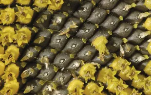 Un contexte favorable à la production de tournesol