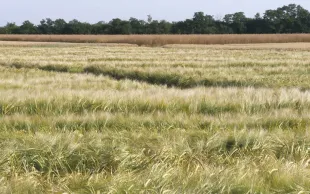 Le semis automnal de l'orge de printemps - quels risques?