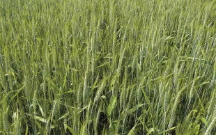 Répartition des variétés de céréales à paille semées en 2022