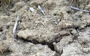 Sensibilité des variétés françaises de blé tendre au stress hydrique