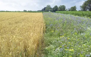 Des bandes fleuries pour limiter les pucerons d'automne ?