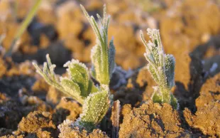 Modifier la date de semis des pois pour éviter les stress climatiques
