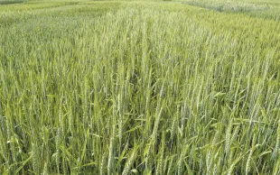 Cultiver sans herbicide ni fongicide et avec 25% d'azote en moins!