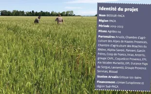 Références techniques et économiques du blé dur bio en PACA
