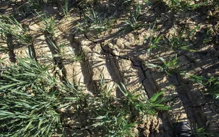 Agronomie : modifier les pratiques pour préserver l’eau du sol ?