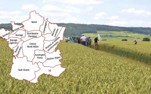 La sélection régionalisée de variétés de blé tendre d'Arvalis