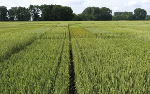 Choisir ses blés tendres pour l'agriculture biologique