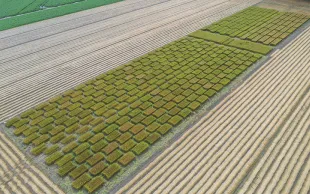 Réduire la nuisibilité de Verticillium dahliae en lin fibre