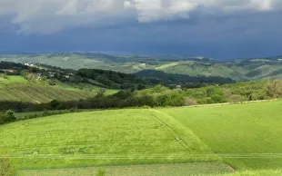 État des céréales : les blés s’en sortent bien, pour l’instant