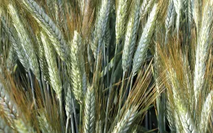 Le point d'Arvalis sur les variétés de triticale et les nouveautés