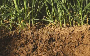 Un blé ou un maïs après une prairie voit ses perfomances augmentées