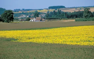 S-Métolachlore : l’ANSES signe un épilogue pour le maïs