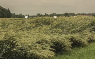 Résultats des essais Arvalis sur les régulateurs de croissance