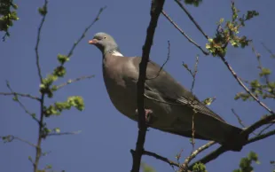 Piloter des actions visant à limiter les dégâts d'oiseaux