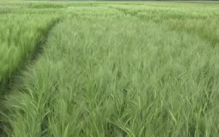 Évaluation du panel variétal des orges d’hiver disponible en 2017