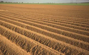 Pertes d’azote limitées avec les urées modifiées sur pomme de terre