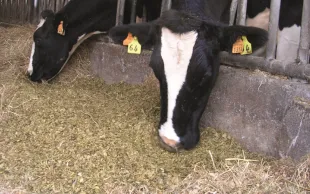 Intérêt alimentaire du maïs fourrage ensilé récolté par shredlage