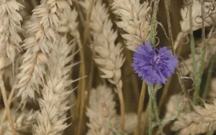 Quatre nouveaux herbicides des céréales à paille évalués par Arvalis