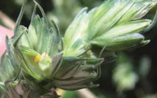 Bénéfices et freins de la lutte intégrée contre les bioagresseurs
