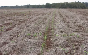 Évolution de la production et du marché du blé tendre brésilien
