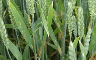 Interactions des gènes de résistance avec les gènes des pathogènes