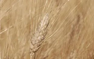 Notations 2018 des variétés de blé dur