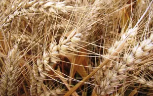 Blé tendre: suivi du profil rhéologique par marqueurs moléculaires