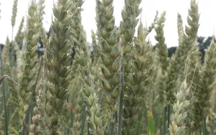 La filière "semences" s'adapte à la demande en variétés AB