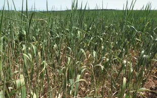 Comment les agriculteurs perçoivent-ils le changement climatique?