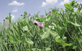 Le contrôle des adventices en bio se gère à l'échelle de la rotation