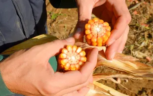 Caractéristiques recherchées pour les futures variétés de maïs