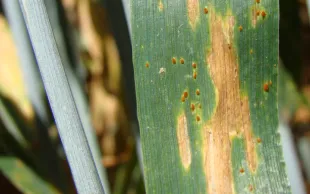 Programmes fongicides 2019 suggérés par Arvalis pour chaque région