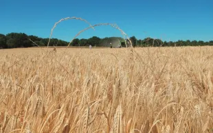 Moitié moins de ray-grass quand la menue paille est récoltée